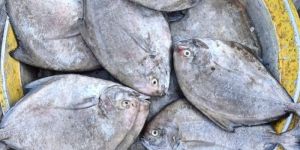 Black Pomfret Fish