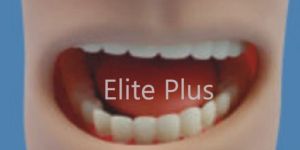 Teeth Model in Oral Cavity