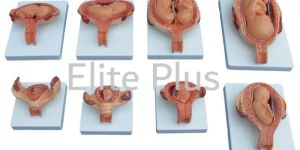 the Development Process for Fetus (Half Size)
