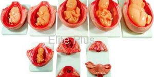 the Development Process of Fetus