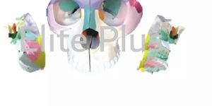 the Jumbo Dissection Model of Base of Skull