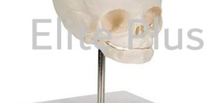 the Model of Fetus Skull with Stand