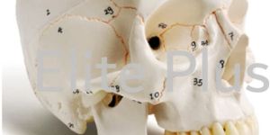 the Model of Skull with Numbers
