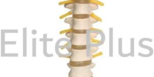 Thoracic Spinal Column