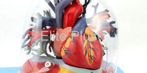 Transparent Lung, Trachea & Bronchial tree with Heart