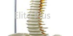 Vertebral Column Flexible Model Life Size