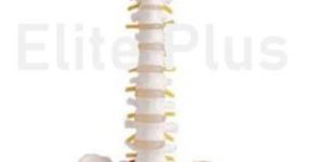 Vertebral with Pelvis & Femur Heads