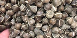 Moringa Wingless Seeds