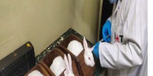 Pyrogen Testing Services