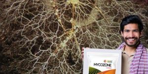 Mycozone Organic Plant Fertilizer for Cotton