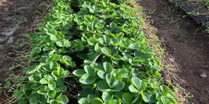 Kamila Strawberry Plants