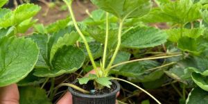 Nabila Strawberry Plants