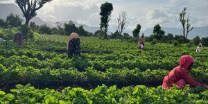 Winterizing Strawberry Plants