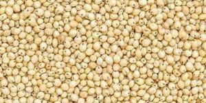 Sorghum