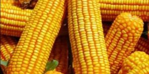 Yellow Corn