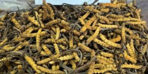 Dry Cordyceps Militaris Mushroom