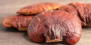 Organic Oyster Mushrooms