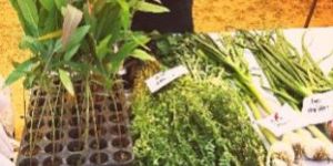 Eucalyptus Clone Plants