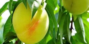 Prabhat Peach Plants