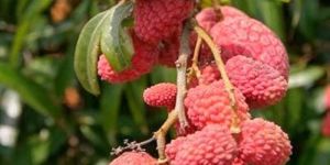 Rose Litchi Plants
