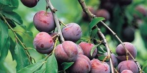 Santa Rosa Plum Plants