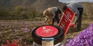 GI Tagged Kashmiri Saffron