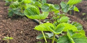 Nabila Strawberry Plant