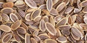 Suva Dill Seed