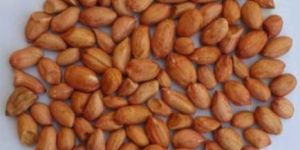 Groundnut Kernel