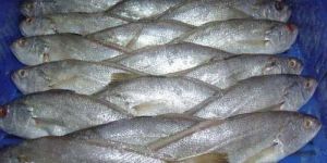 Frozen Silver Croaker Fish