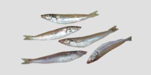 Frozen Silver Sillago Fish