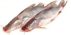 Frozen Singhara Ayer Fish