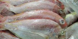 Frozen Threadfin Bream Fish