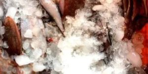 Frozen Tongue Sole Fish