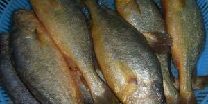 Frozen Yellow Croaker Fish