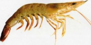 Frozen Gold Yellow Shrimp