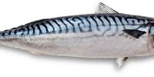 Frozen Indian Mackerel Fish