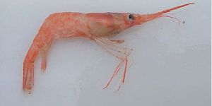 Frozen Pink Shrimp