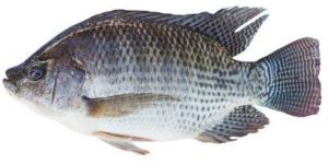 Frozen Tilapia Fish
