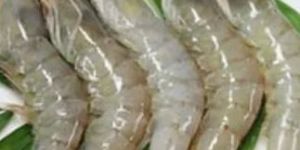 Frozen Vannamei Shrimp