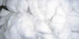 Indian Raw Cotton