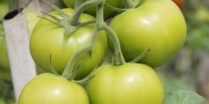 Natural Green Tomato