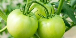 Organic Green Tomato