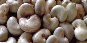 Raw Cashew Nuts