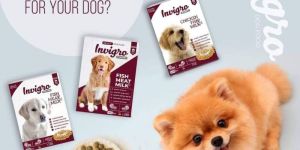 Pet Dry Food
