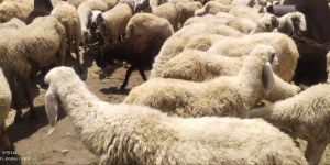 Sheep Farming Services