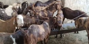 Sirohi Goat
