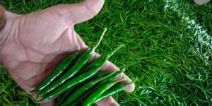 Fresh G4 Green Chilli