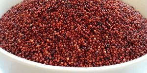 Finger Millet