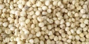 Pearl Millet